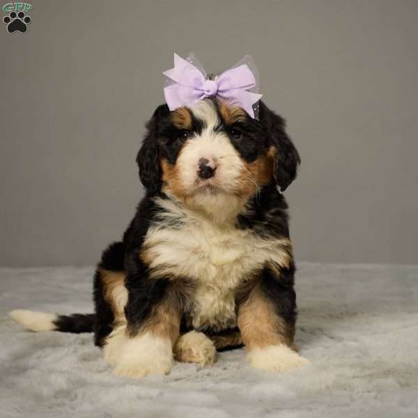 Mina, Mini Bernedoodle Puppy